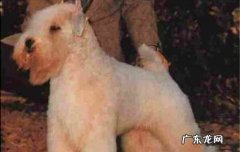如何预防狗狗生病 狗狗生病了怎么照顾它