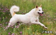 狗狗多大才会记住自己的主人 狗狗怎么记得主人
