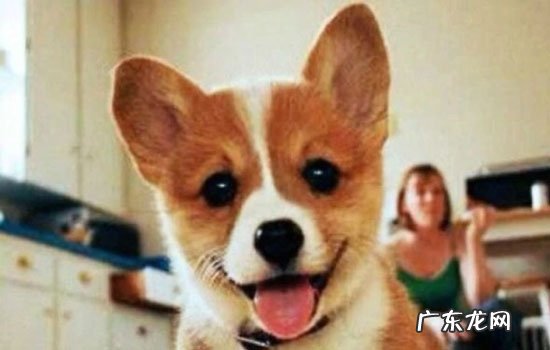 幼犬没有食欲怎么办 狗狗没食欲怎么办