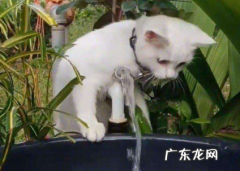如何让猫喜欢喝水 猫喜欢玩喝的水怎么办