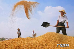 2020年的粮食补贴有没有了 2022年还有粮食补贴吗