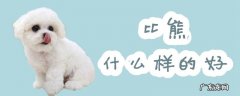 比熊有几种 比熊什么样的好