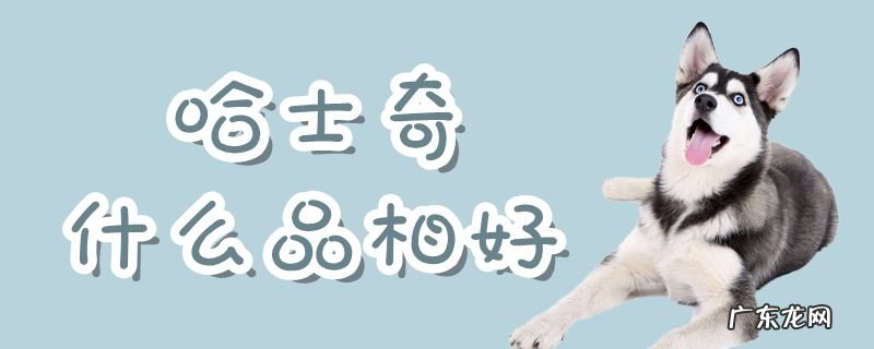 怎么选哈士奇的品相 哈士奇什么品相好