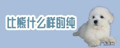 比熊纯不纯怎样区分 比熊什么样的纯
