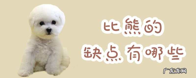 比熊最大的缺点和优点 比熊的缺点有哪些