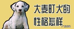 麦町犬和大麦町犬 大麦町犬的性格怎样