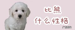 比熊性格温顺吗 比熊什么性格