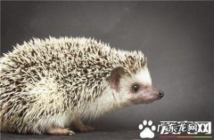 刺猬吃什么怎么养,刺猬的养殖方法,刺猬的饲养技巧