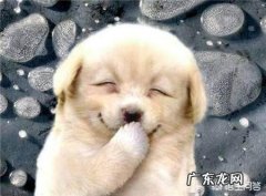 狗知道人和它不一样吗 狗狗知道主人不是同类吗
