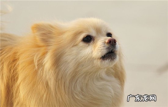 孕妇能否打狂犬疫苗 孕妇可以接种狂犬疫苗吗