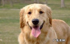 得了狂犬病能治好吗 狂犬病能治好吗