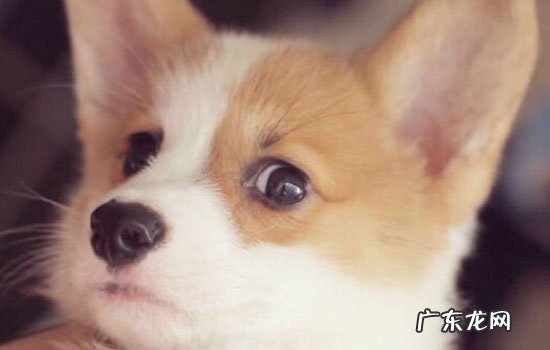 吃狗吃过的食物会得狂犬病吗 吃了有狂犬病的狗会得狂犬病吗