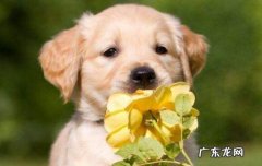 幼犬尴尬期是什么意思 狗狗尴尬期是什么意思