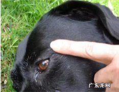 狗狗心脏骤停后多久可以救回 狗狗心跳停止了还能救吗