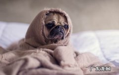 老年人适合养什么狗图片 老年人适合养什么狗