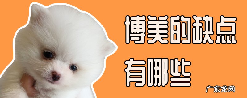 博美优缺点 博美的缺点有哪些