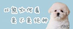 怎样看比熊幼崽纯不纯 比熊如何看是不是纯种