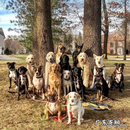 怎么对狗狗确定主人的地位 狗狗之间是如何确立地位高低的呢