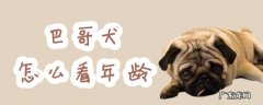 巴哥犬怎么看年龄牙齿 巴哥犬怎么看年龄