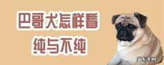 巴哥犬品相怎么看,怎么挑选巴哥幼犬 巴哥犬怎样看纯与不纯