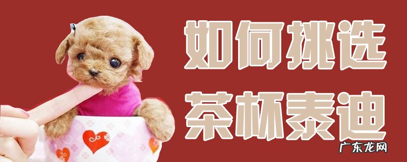泰迪犬买茶杯好还是微小 如何挑选茶杯泰迪