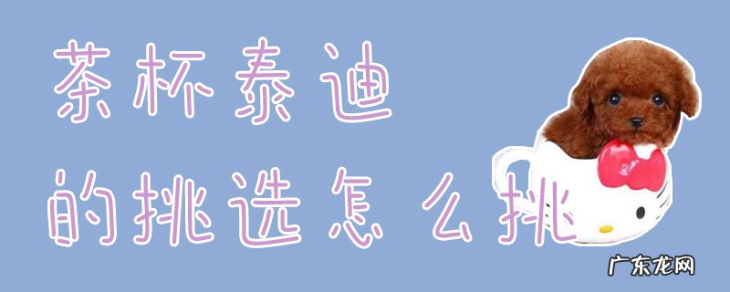 泰迪犬买茶杯好还是微小 茶杯泰迪的挑选怎么挑