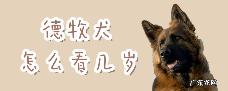 怎么能大概看出德牧年龄 德牧犬怎么看几岁