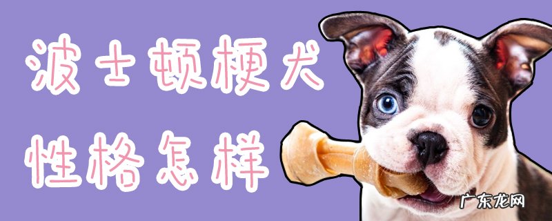 波士顿梗幼犬 波士顿梗犬性格怎样