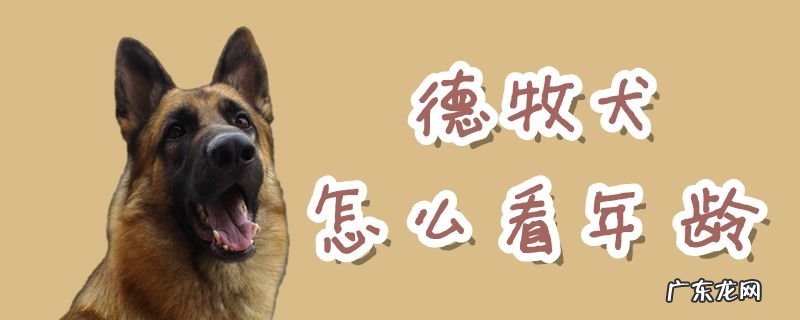 德牧身高体重与年龄对照表 德牧犬怎么看年龄