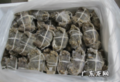 螃蟹冷冻了还能吃吗 螃蟹速冻以后还可以吃吗