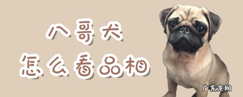 什么样的八哥犬品相好 八哥犬怎么看品相