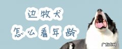 边牧多大算幼犬 边牧犬怎么看年龄