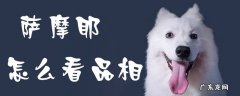 萨摩耶怎么看品相幼犬 萨摩耶怎么看品相