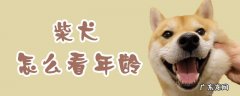 柴犬年龄怎么判断 柴犬怎么看年龄