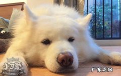 狗狗总趴在地上不吃饭是怀孕吗 狗狗总趴在地上