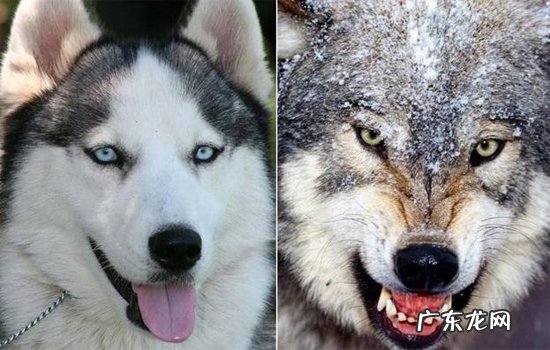 哈士奇跟狼的区别 哈士奇和狼有关系吗