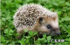 刺猬吃什么东西怎么养：小刺球,小刺猬,小剌猬