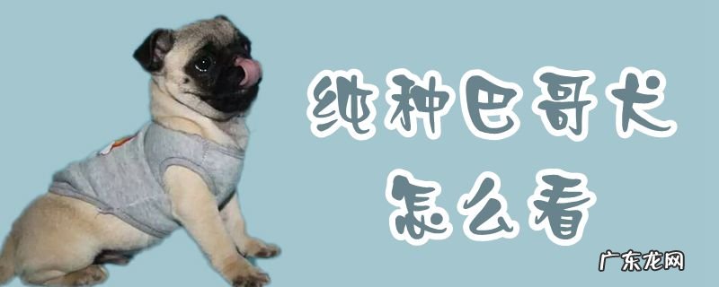 巴哥犬什么样的最纯 纯种巴哥犬怎么看