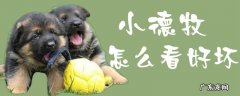 德牧犬怎么看纯不纯 小德牧怎么看好坏