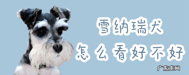 雪瑞纳犬优缺点 雪纳瑞犬怎么看好不好