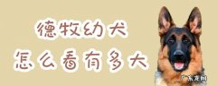 德牧多大算成犬 德牧幼犬怎么看有多大