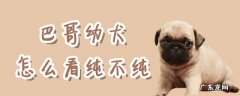 巴哥犬纯种怎么区分 巴哥幼犬怎么看纯不纯