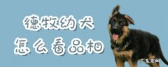 德牧犬怎么样的品相最好 德牧幼犬怎么看品相