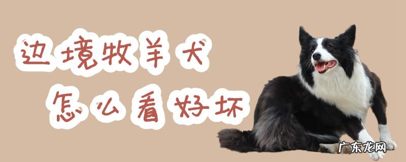 边境牧羊犬品相怎样算好 边境牧羊犬怎么看好坏