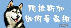 如何看阿拉斯加的品相好不好 阿拉斯加如何看品相