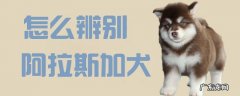 阿拉斯加犬怎么看纯不纯 怎么辨别阿拉斯加犬