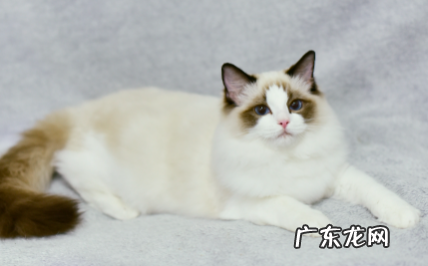 布偶猫几个月开始换毛 布偶猫几个月换毛期