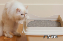 换猫砂有什么需要注意的吗 换猫砂怎么让猫适应