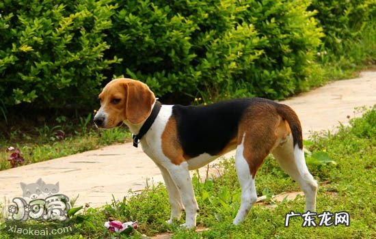 狗狗走丢了会不会自己找到家 走丢的狗会自己回家吗