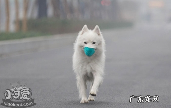 狗带嘴套有用吗 狗狗带嘴套有害处吗